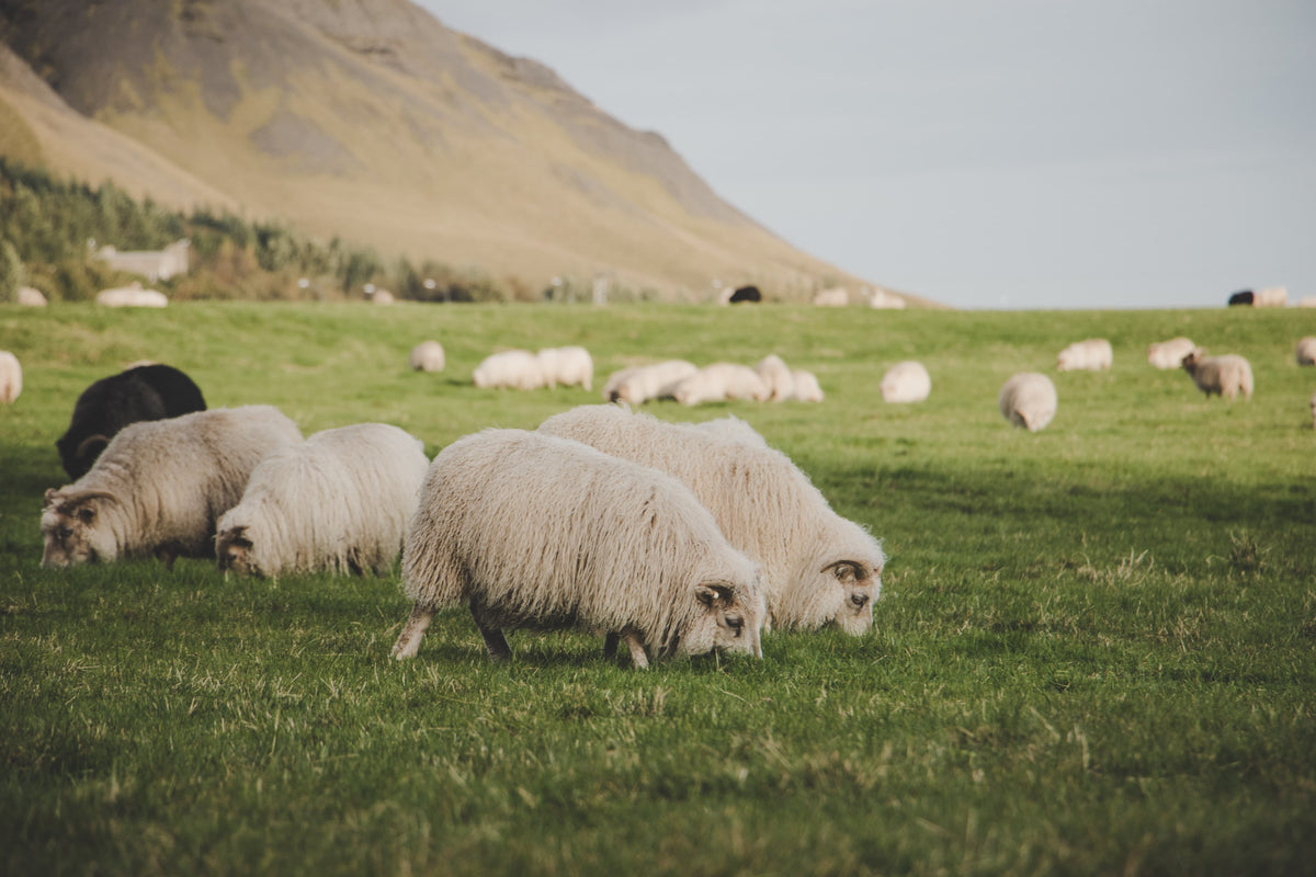 Wełna merino – właściwości, zalety i zastosowanie